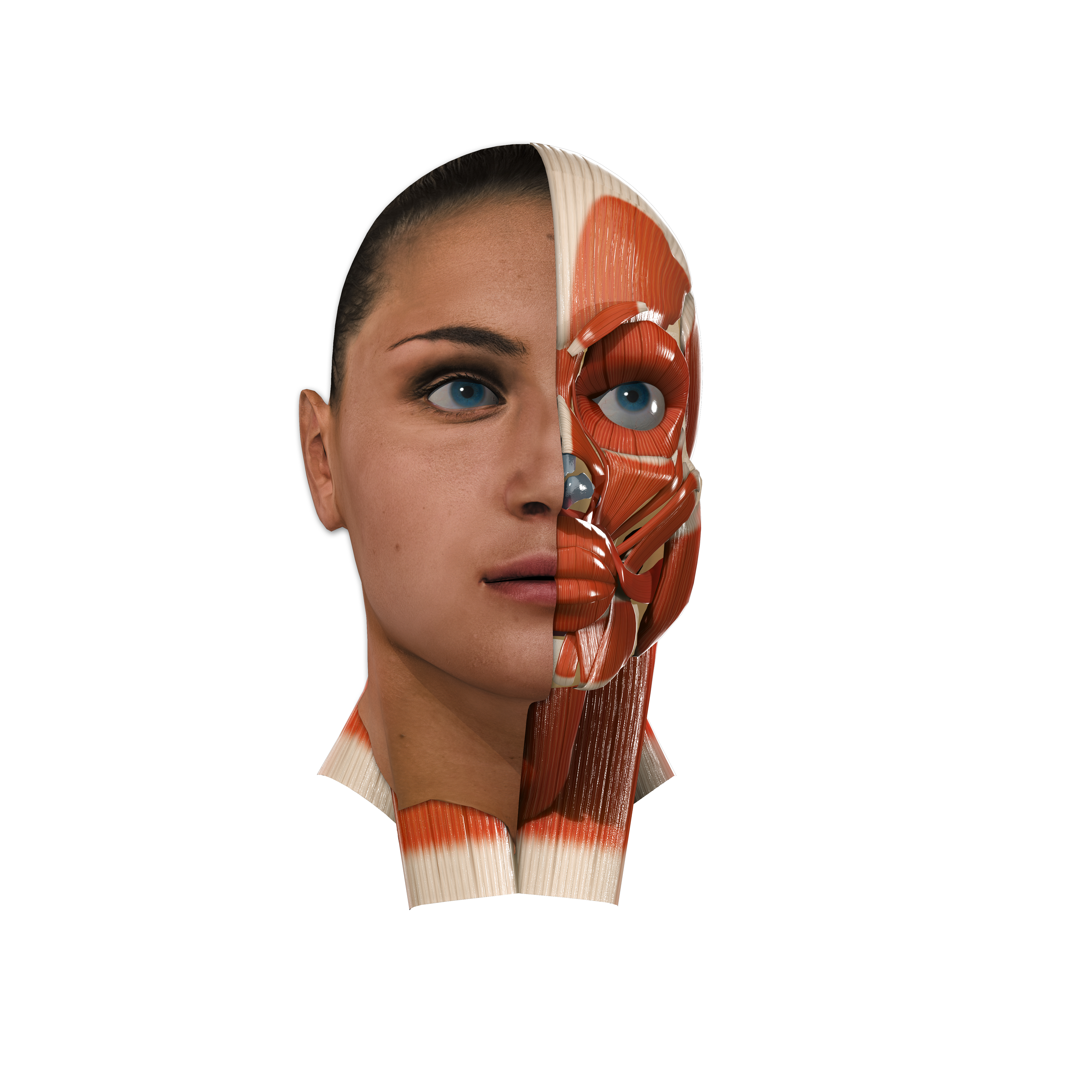 Sculpt